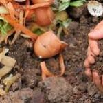 Compost Accelerators