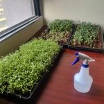 Microgreens Growing Kits